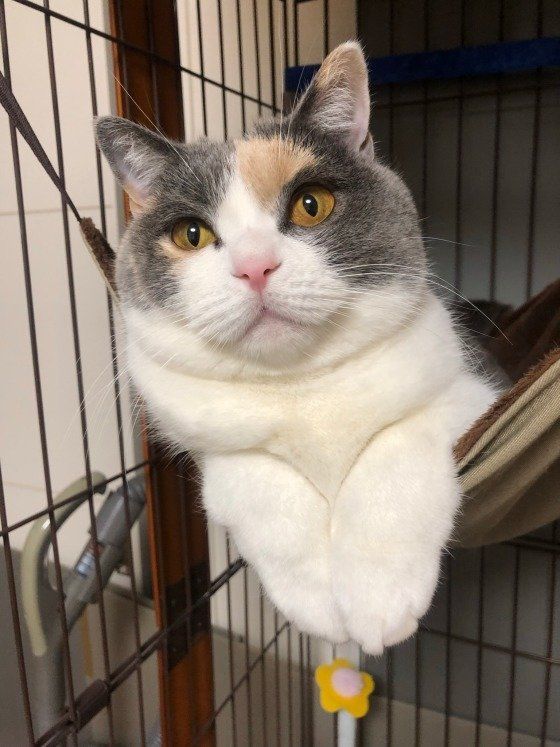 ハンモック大好きブリティッシュショートヘアのさくら