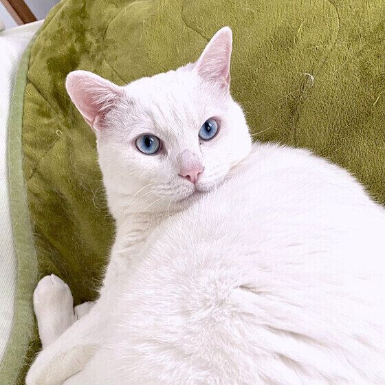 Mix（白）のソラちゃん♪