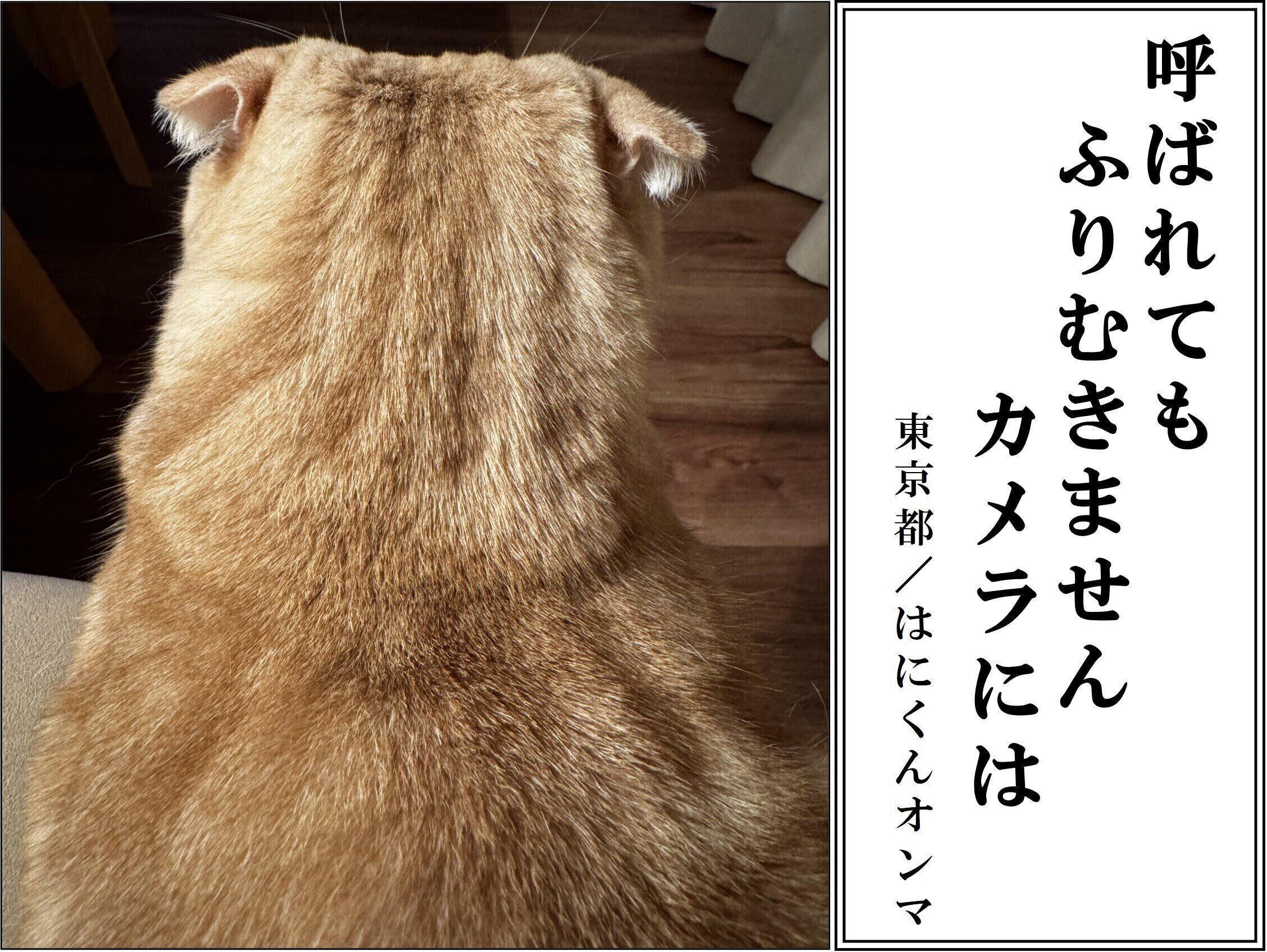 【猫部門：最優秀賞】はにくんオンマさん／はにーちゃん