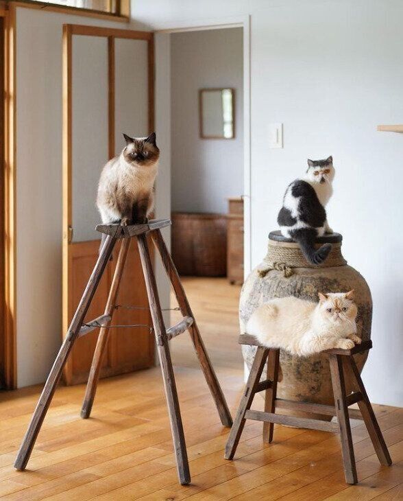 古家具に乗る猫