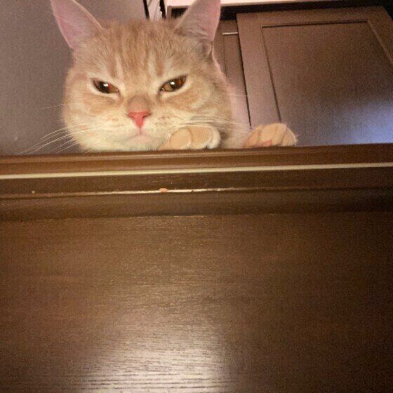 見つめるマンチカン