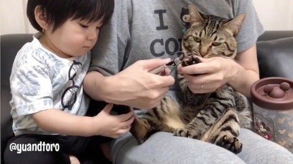 爪を切られる猫