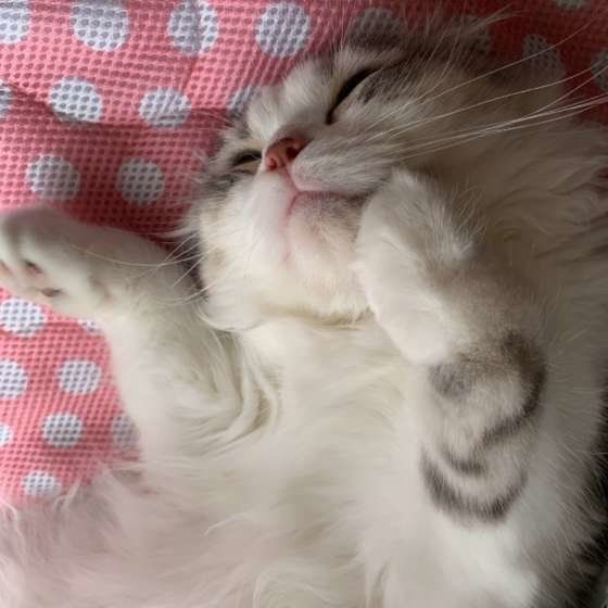 爆睡中のモカ君