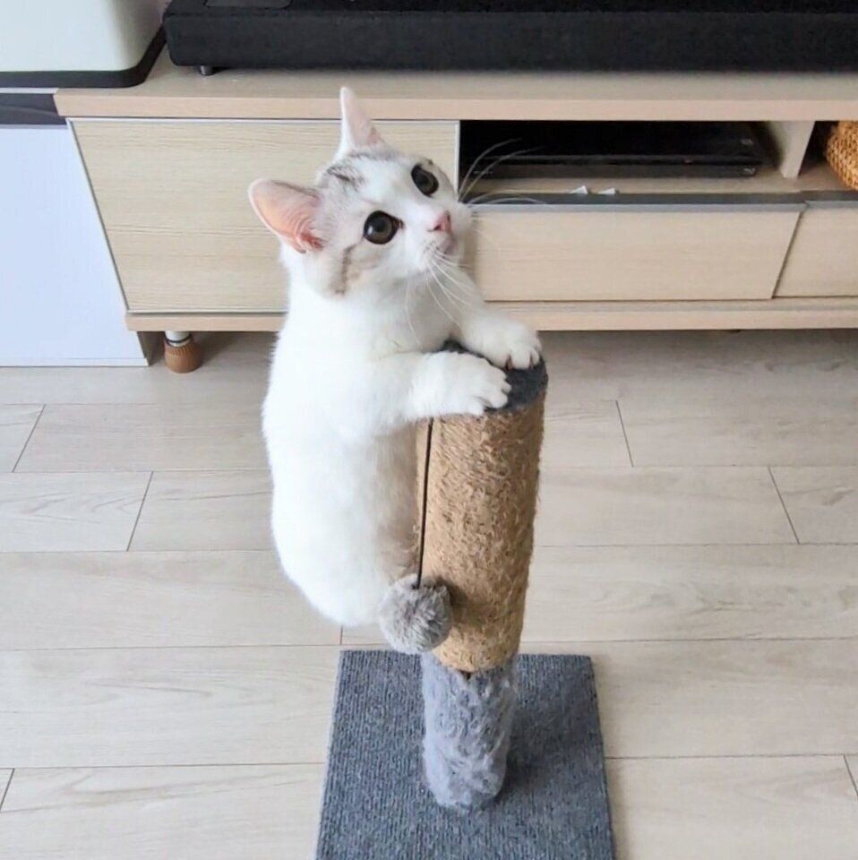 生後5カ月ごろの爪とぎ器に登るシロップくん