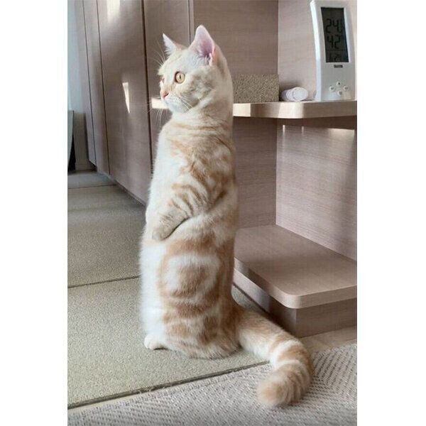 背筋を伸ばすナツちゃん