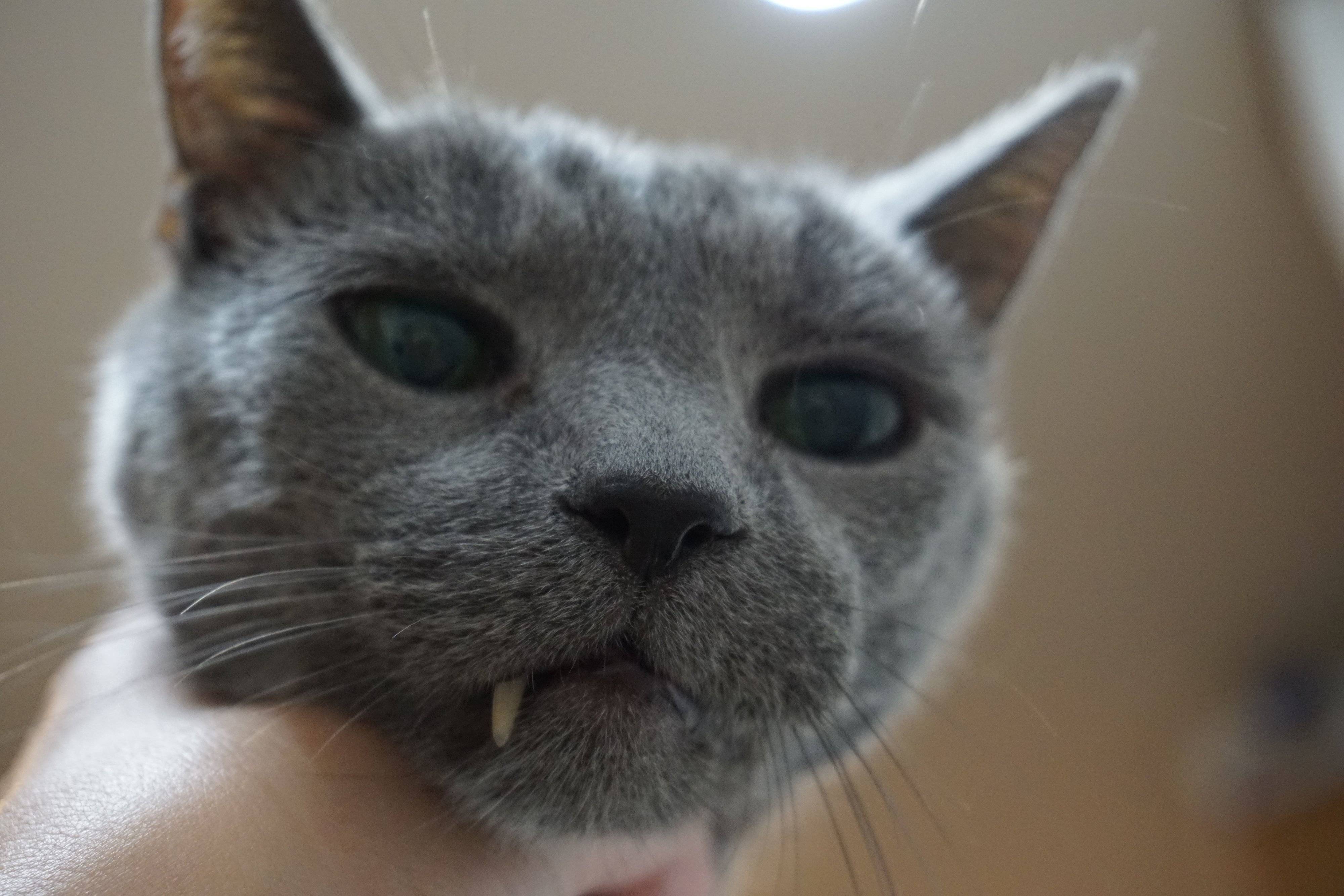 ©片倉真二／講談社