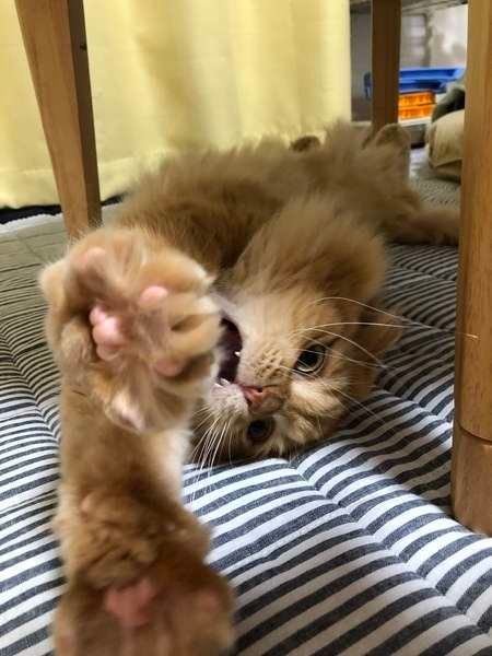 のびするスコティッシュフォールド