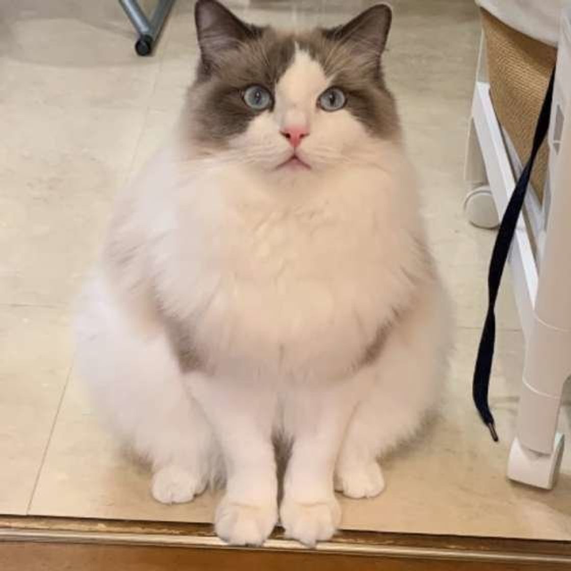 猫が夜に活動的になって困る 勘違いさせること が原因で悪化することも ねこのきもちweb Magazine 猫が夜に活動的になって困る 勘違いさせること が原因で悪化することも ねこのきもちweb Magazine