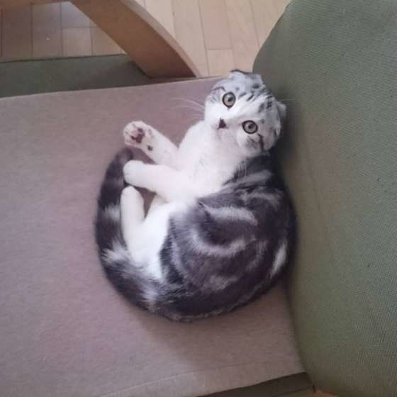 スコティッシュフォールドのアグちゃん