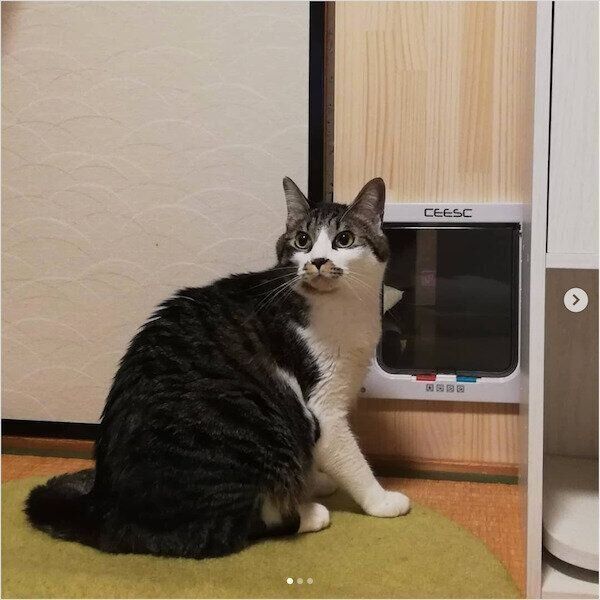 猫のペットドア