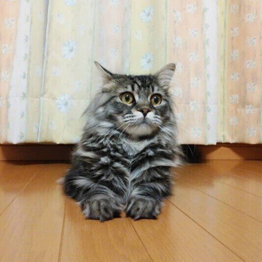 座る猫（サイベリアン、オス）