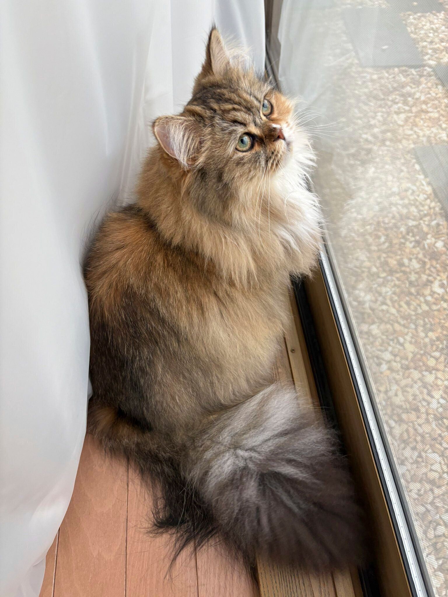 窓の外を眺めるりんちゃん