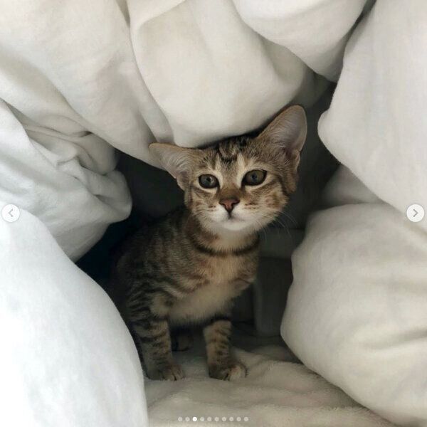 布団の中に入るつむぎちゃん