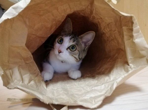 袋の中に入るなるちゃん