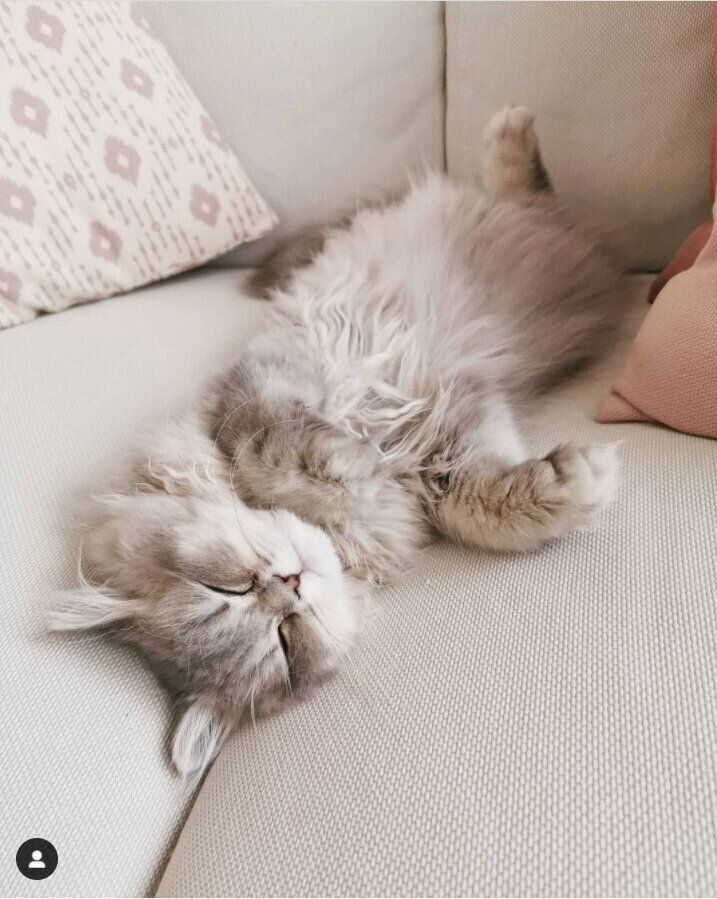 ソファーの隙間で眠る猫（メス）