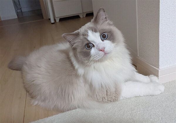 見つめるぽかりくん