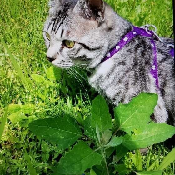 茶々丸くん  MIX　サバトラ