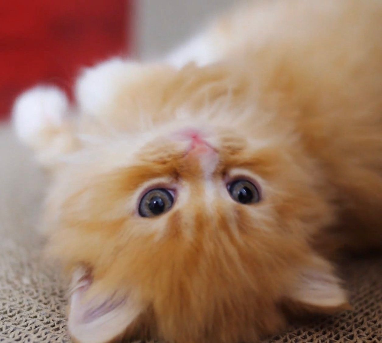 コロコロ転がるマンチカンの子猫