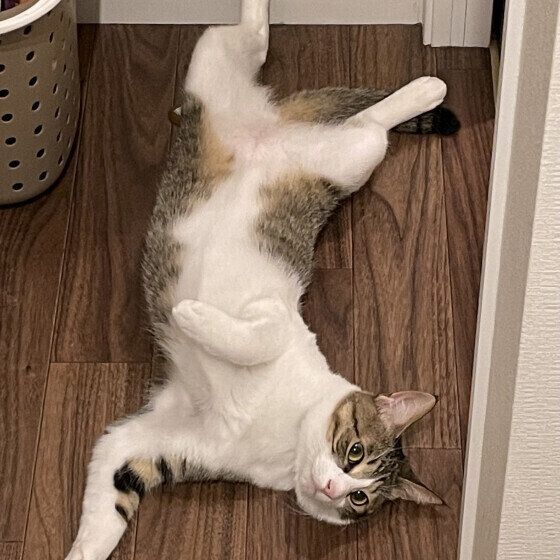 キジトラ猫のむぎ丸くん