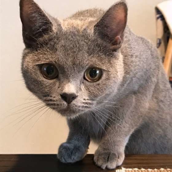 シャルトリュー・ベルちゃん