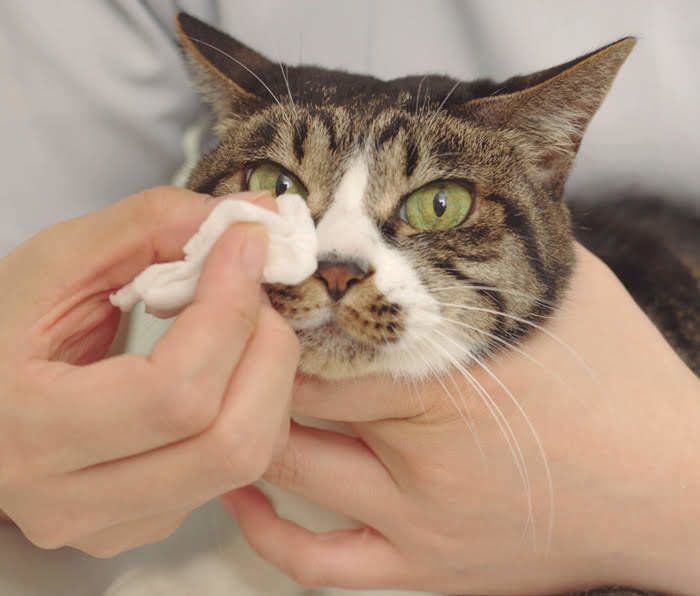 コットンで目を拭く猫