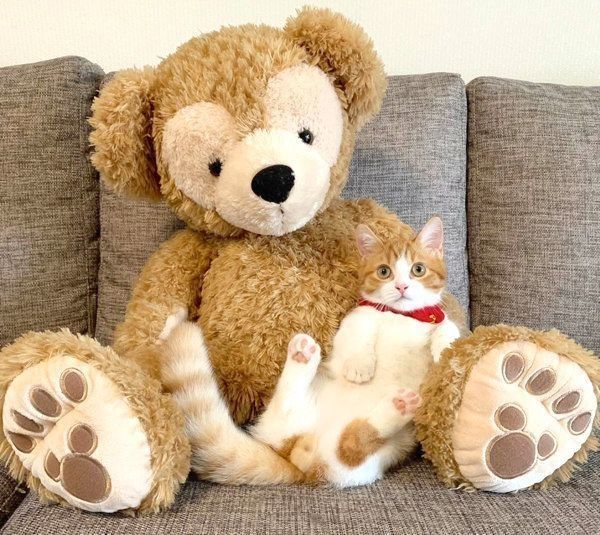 くつろぐ茶太くん