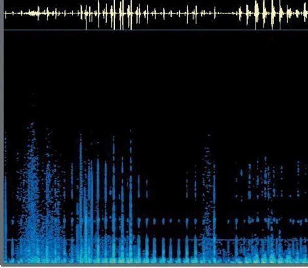マッサージで猫と飼い主さんがお互いに癒しあえるヒミツ