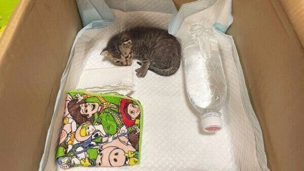 保護当時のあめちゃん