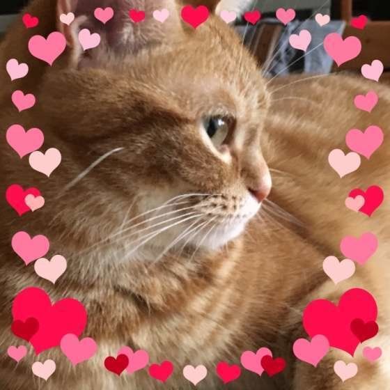 アメリカンショートヘアの日向ちゃん