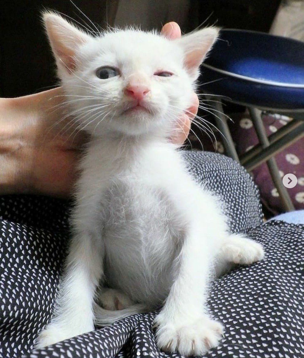 保護当時のチャコたん