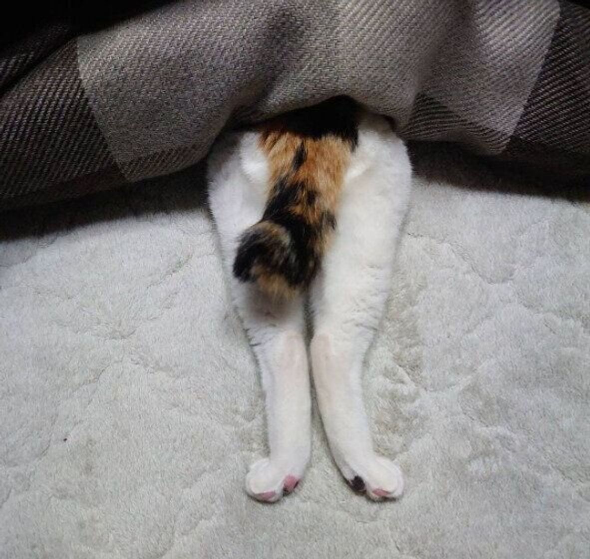 丸くなるだけじゃなかった こたつでくつろぐ オモシロかわいい猫画像 ねこのきもちweb Magazine 丸くなるだけじゃなかった こたつでくつろぐ オモシロかわいい猫画像 ねこのきもちweb Magazine