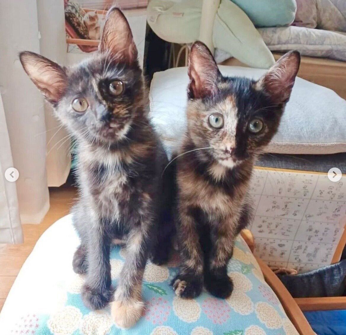 お迎えしたばかりのころのエルちゃん、ツヴェちゃん