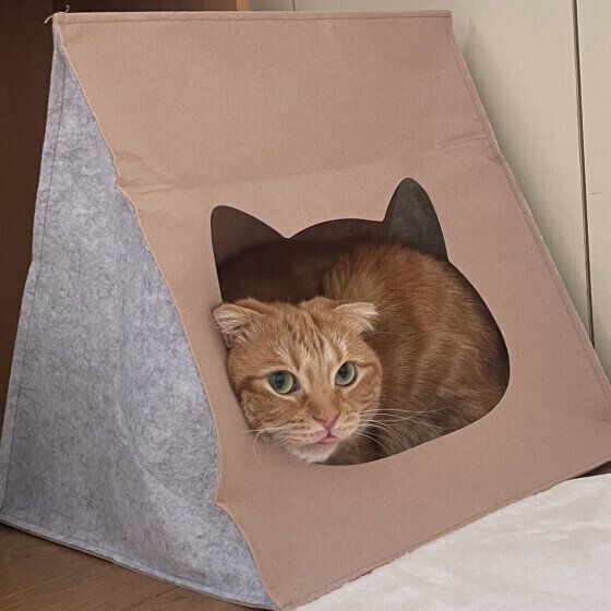 マンチカン　お家でぬくぬく