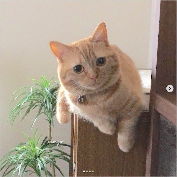 マンチカンのココちゃん