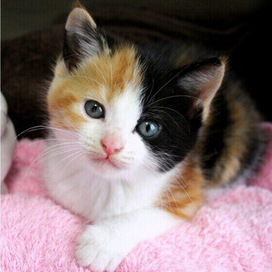 ミケのあやめちゃん