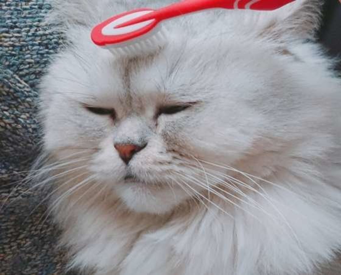 ブラッシングや爪切りをしながらスキンシップ 人好き猫に育てる方法 ねこのきもちweb Magazine ブラッシングや爪切りをしながらスキンシップ 人好き猫に育てる方法 ねこのきもちweb Magazine