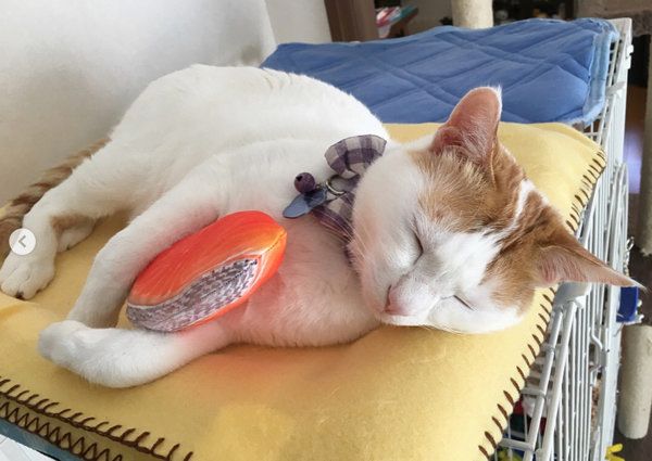 鮭クッションを抱いて寝る猫