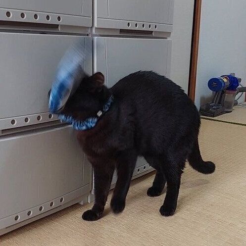 放り投げた魚が顔を直撃するイブくん