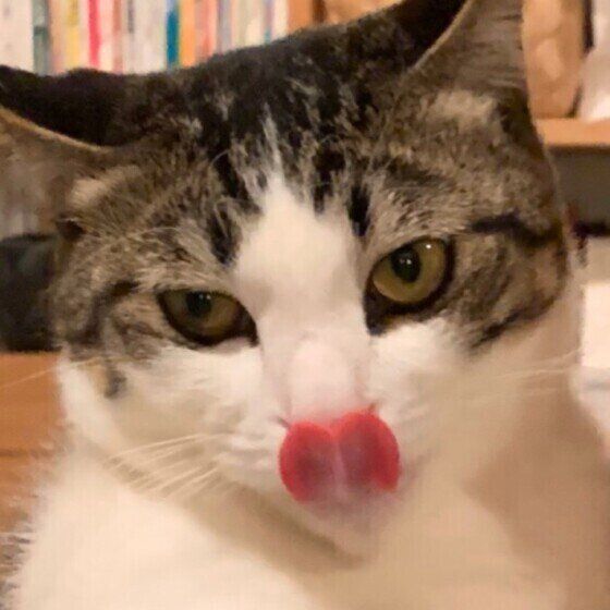 キキ　キジトラ　ペロリ