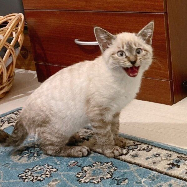 生後3カ月ごろのモネさん