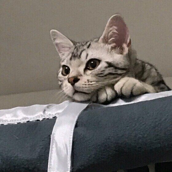 見つめるアメリカンショートヘア