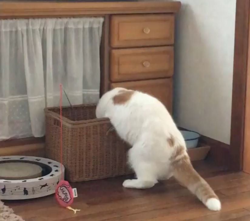 おもちゃを選ぶ猫