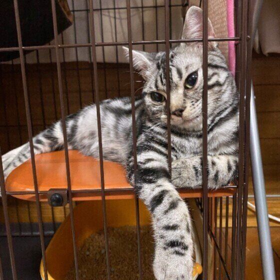 ケージに入るアメリカンショートヘア