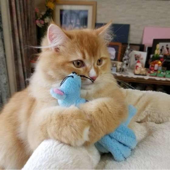 水色のぬいぐるみを抱っこしている猫