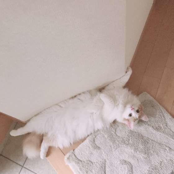 ノルウェージアンフォレストキャット　うにくん