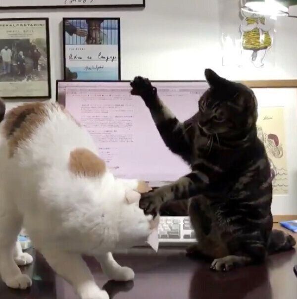 じゃれ合いはじめた猫たち