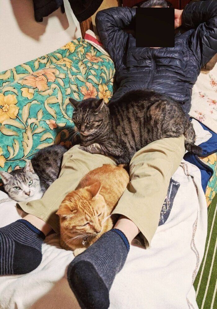 お父さんの周りに大集合する3匹の猫たち