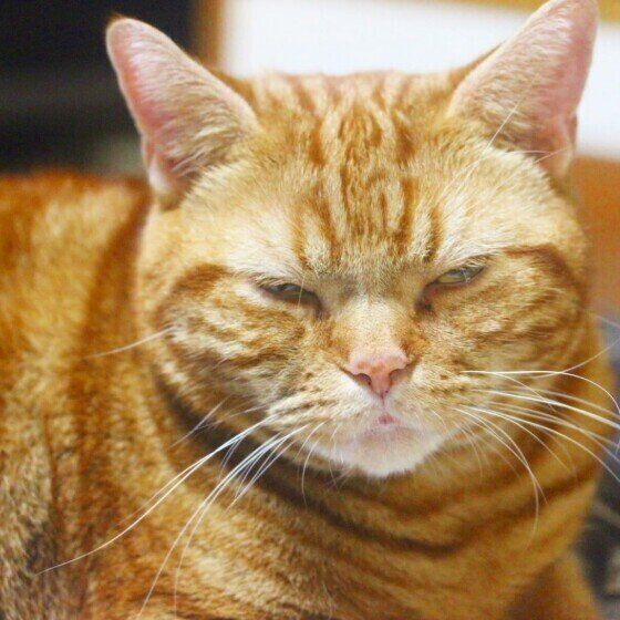 目を細めるアメショのクロノスくん