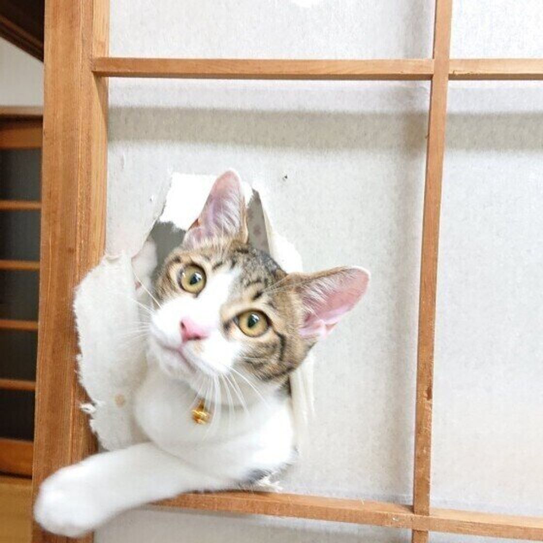 飼い始めたばかりの猫に多い 性格やイタズラのお悩み 解決法4選 ねこのきもちweb Magazine 飼い始めたばかりの猫に多い 性格やイタズラのお悩み 解決法4選 ねこのきもちweb Magazine