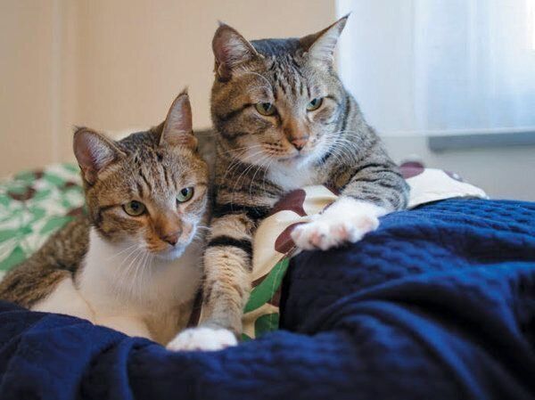 あなたと暮らす愛猫の世界には22の好きがあふれている